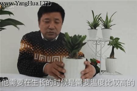 搖錢樹種植|分享金錢樹的養殖方法和注意事項